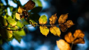 Oksa, jossa lehtiä, joiden takaa paistaa aurinko.